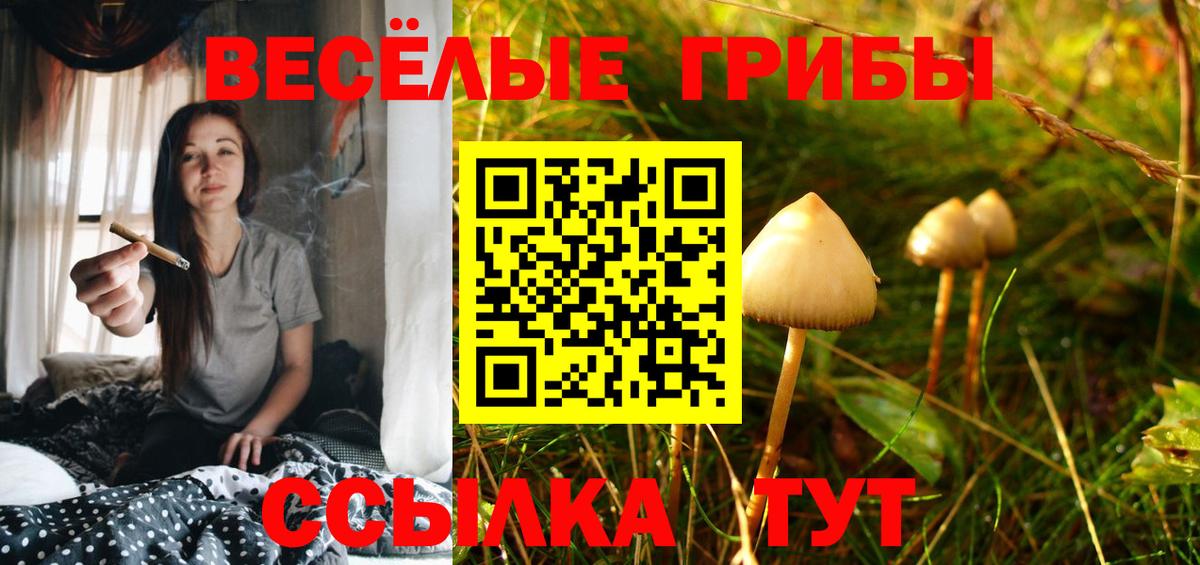 Галлюциногенные грибы Psilocybe Сургут